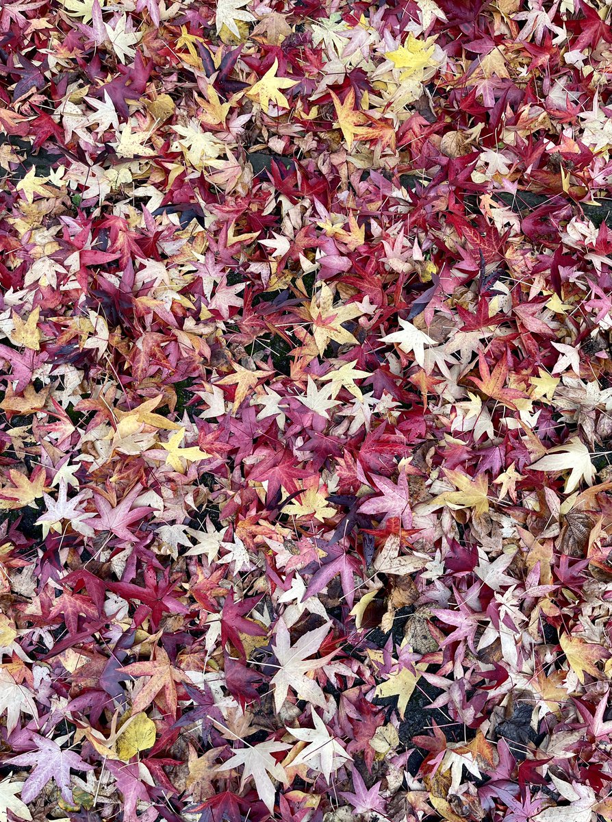 I love Autumn and the leaves seem especially beautiful this year