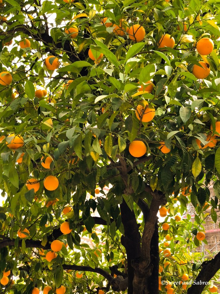 Didi you know that a single tree of orange can yield 500-600 fruits per tree after stabilization?