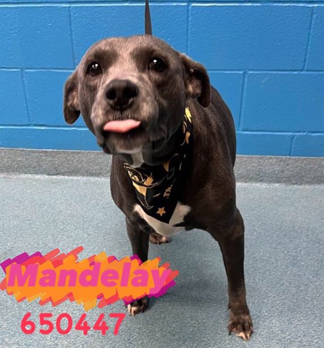 I’m considering the #pledges made for Mandelay as a senior dog in this tweet too since no pledge was made below its quote tweet: twitter.com/harrysmyoxygen… #A650447 📍San Antonio ACS, Texas #SharingIsCaring #FostersSaveLives #PledgeToSaveALife #PitbullLovers #PitbullNetwork