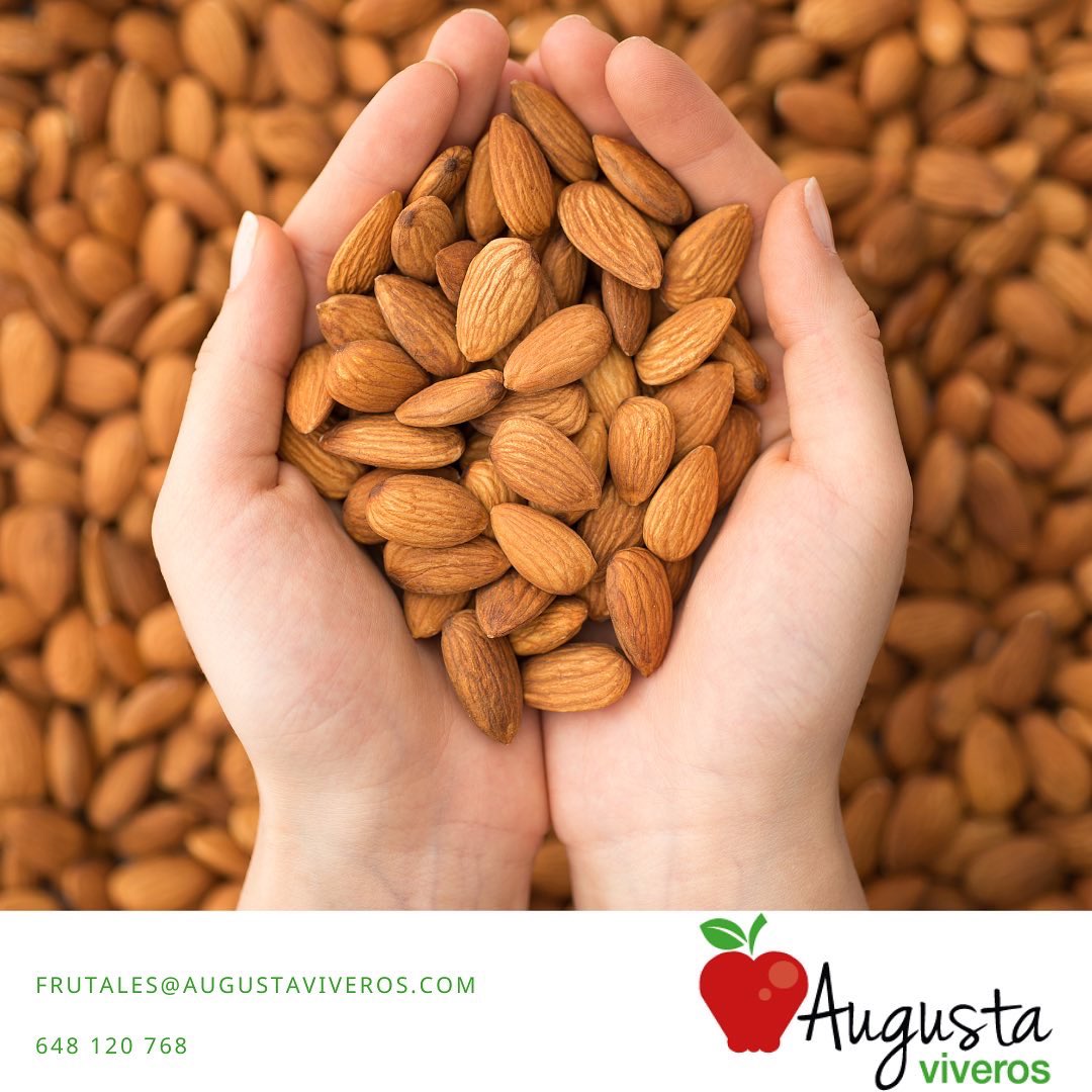 augustaviveros's tweet photo. En #augusaviveros también  puedes encontrar #frutales en #bolsa ó #maceta de 2, 5 ó 10 litros de #almendro de las variedades #Avijor, #Guara, #Marcona o #Largueta

📲 976 885 198 
📧 frutales@augustaviveros.com

#almendras #almendra #almendro #frutal #frutahueso #frutales https://t.co/Lr1NvM2ywH