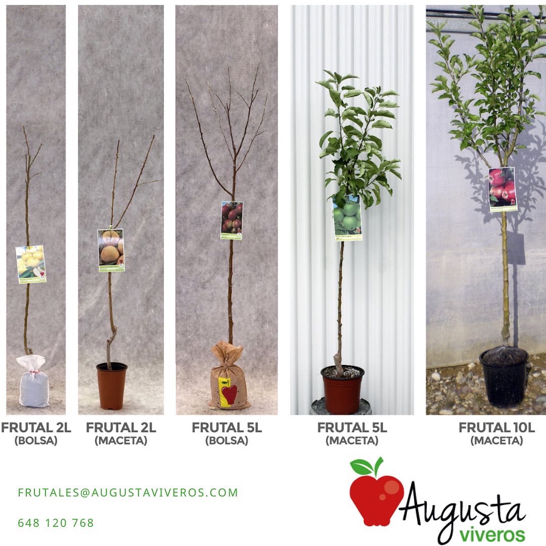 augustaviveros's tweet photo. En #augusaviveros también  puedes encontrar #frutales en #bolsa ó #maceta de 2, 5 ó 10 litros de #almendro de las variedades #Avijor, #Guara, #Marcona o #Largueta

📲 976 885 198 
📧 frutales@augustaviveros.com

#almendras #almendra #almendro #frutal #frutahueso #frutales https://t.co/Lr1NvM2ywH