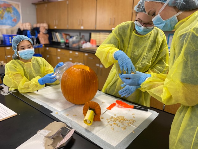 Pumpkinectomies in the OR today! Students in Mrs. Koler's Biomed classes practice prepping for surgery today -- scrubbing in, filling out patient charts, and ensuring their pumpkins are taken care of and on the mend before Halloween. #GoBJHS #mcslearn
