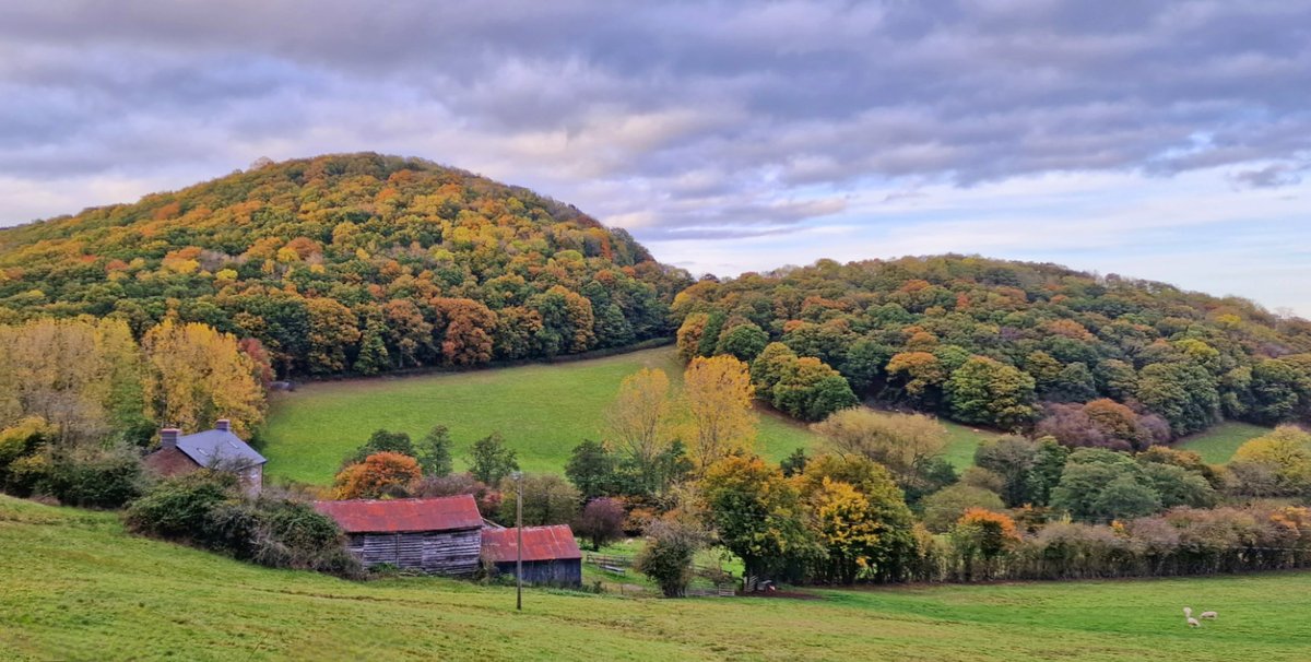 'The colours of autumn are really starting to intensify this week. The light has been amazing at times too. Every day there is a new bright delight!' Tammy #TheWeekinWildlife #SolaceinNature #LoveWildlife