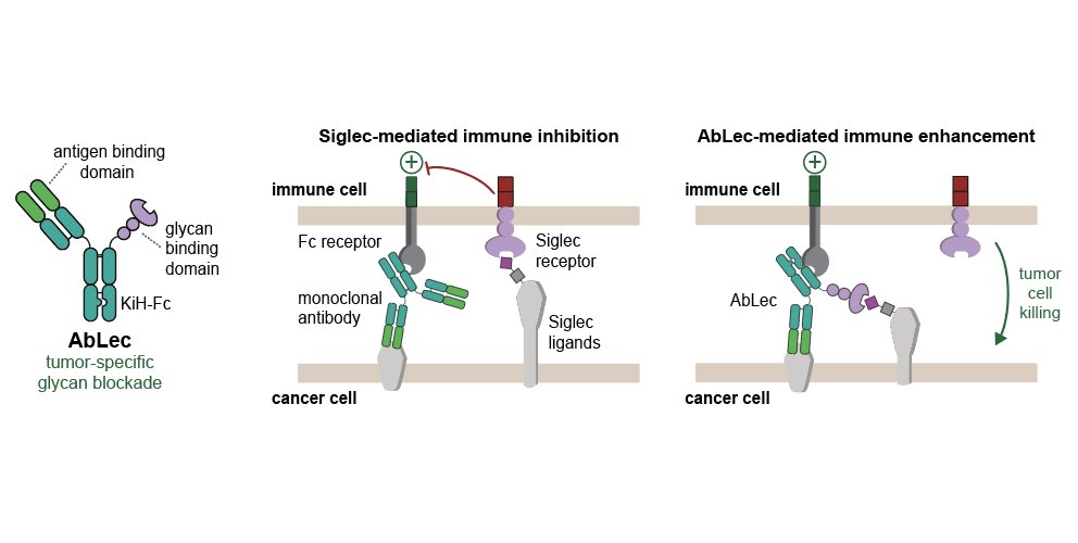 Jessica Stark (@jessicacstark) on Twitter photo Excited to share our new <a href="/biorxivpreprint/">bioRxiv</a>! We developed antibody-lectin (AbLec) chimeras as a modular molecular architecture to target sugars, or glycans, for cancer immunotherapy. 1/n tinyurl.com/5yw69eeu #glycotime <a href="/CarolynBertozzi/">Carolyn Bertozzi</a> <a href="/Stanford_ChEMH/">Sarafan ChEM-H</a> <a href="/StanfordUChem/">Stanford Chemistry</a> <a href="/HHMINEWS/">HHMI</a> Excited to share our new <a href="/biorxivpreprint/">bioRxiv</a>! We developed antibody-lectin (AbLec) chimeras as a modular molecular architecture to target sugars, or glycans, for cancer immunotherapy. 1/n tinyurl.com/5yw69eeu #glycotime <a href="/CarolynBertozzi/">Carolyn Bertozzi</a> <a href="/Stanford_ChEMH/">Sarafan ChEM-H</a> <a href="/StanfordUChem/">Stanford Chemistry</a> <a href="/HHMINEWS/">HHMI</a>