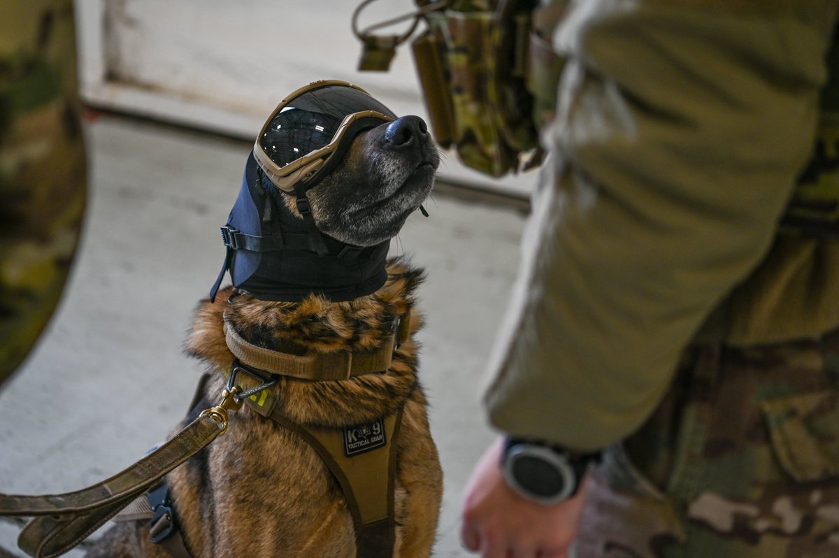 jodi_mohrmann's tweet photo. This is the cuteness I needed to see after a very long week & had to share! #MilitaryWorkingDog Ricsi w/ #USAF 92nd Security Forces Squadron receives safety goggles this wk to prep for chopper training
#92SFS #SecurityForces #FairchildAFB #MilitaryWorkingDogs #MWD #K9 #Military https://t.co/wWGjk6fqk3