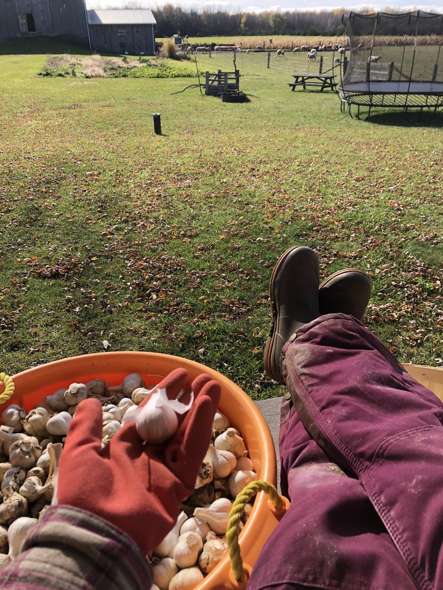 FarmHutchings's tweet photo. Thatโs MRS Bulb Buster to ewe! My view today. Just another day at the office. Garlic fertilizer is sheep manure. Garlic planting preparations are underway. #hutchingsfarm #musicgarlic #garlic #organic #sheepmanure https://t.co/1o7TFhdEOi