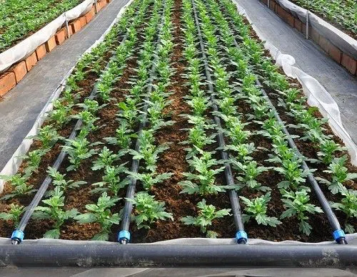 Drip irrigation is my best type of irrigation. - it is economical - it is precise And it reduces soil born diseases caused by splashing of soil to the leaves and stems. How about you?