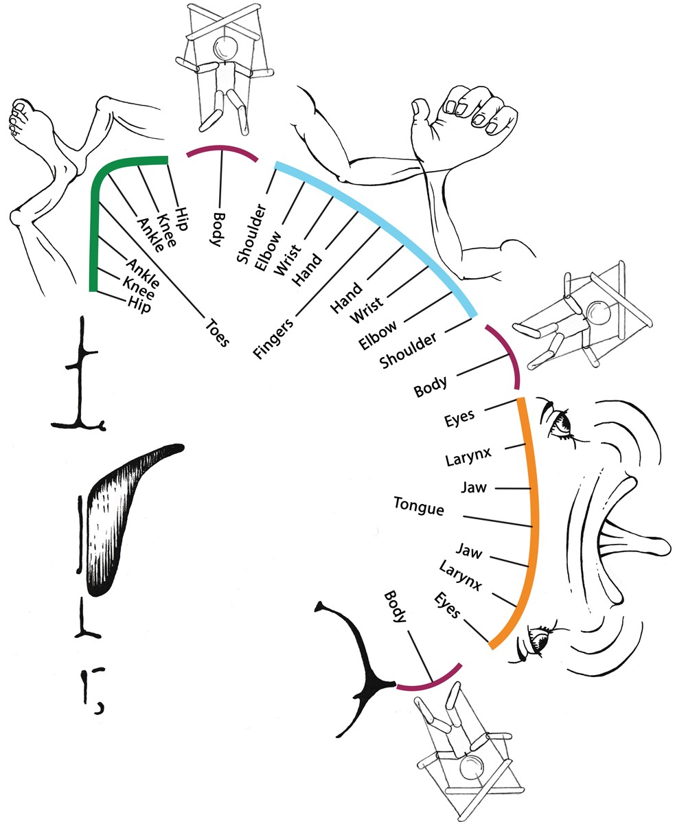 We’ve identified the Mind-Body Interface, a novel distributed network within human primary motor cortex that disrupts the famous—but incorrect—motor homunculus, and that exhibits strong connections to high-level control networks. Preprint here: biorxiv.org/content/10.110…