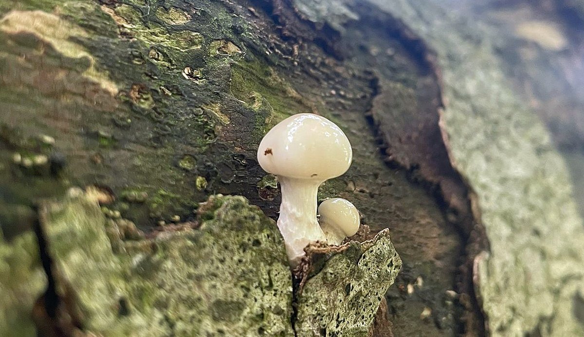 It's been another fantastic fungi week for Ceri, Dan and Frances. 🍄 Amethyst Deceiver 🍄 Sulphur Tuft? 🍄 Porcelain Fungus #TheWeekinWildlife #SolaceinNature #LoveWildlife