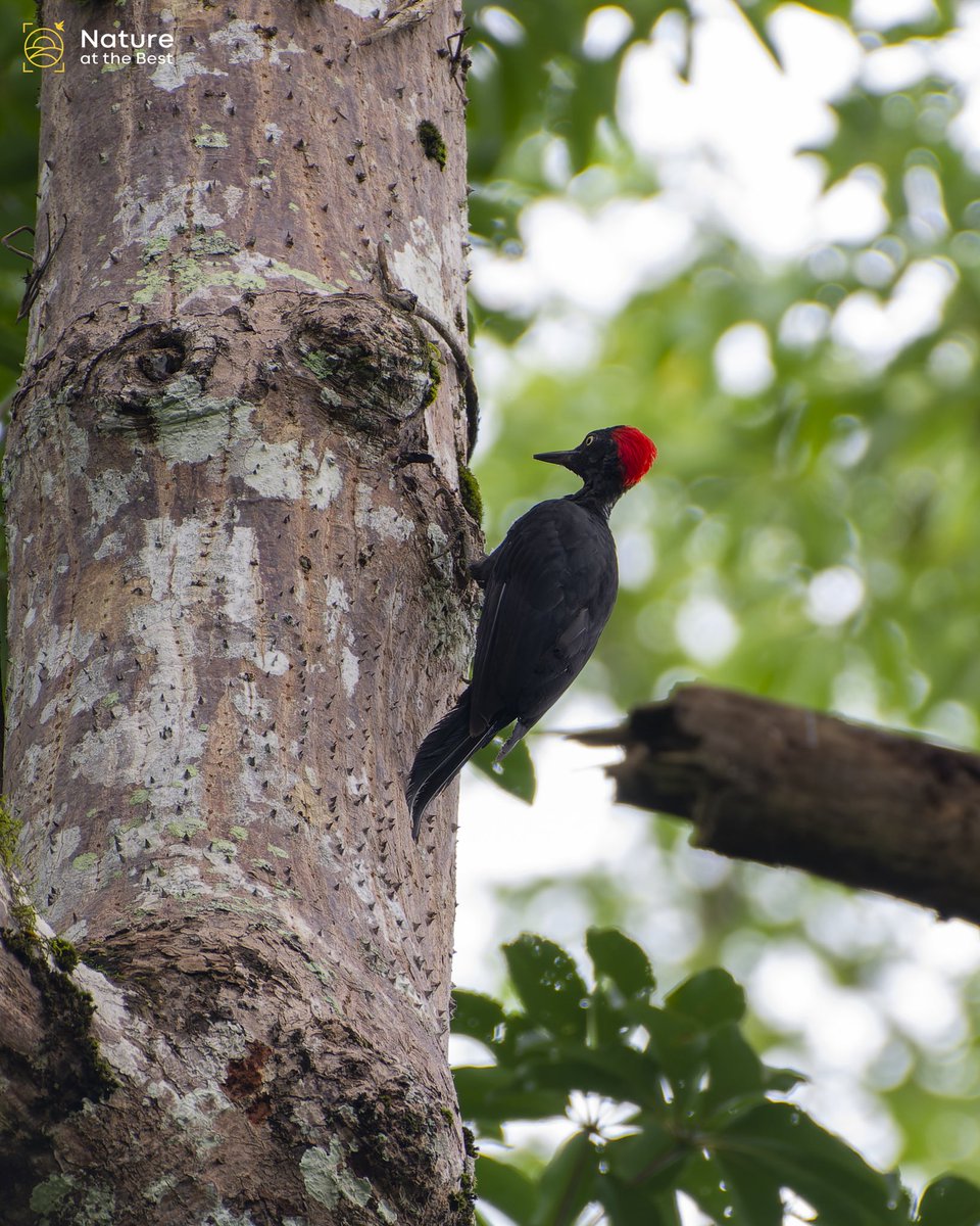 A large, unmistakable black with a red crest Woodpecker at #Andaman #Islands #India
.
#birds #nature #wildlife #photography #photooftheday #AT2G #ThePhotoHour #BirdsSeenIn2022 #NatureattheBest
.
@shaazjung @trikansh_sharma @aarzoo_khurana @GetMohanThomas @ParveenKaswan