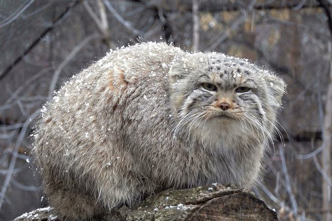https://t.co/dYOLAElYbS  Precioso video de manul lav&aacute;ndose la cara. No se como descargarlo #Caturday<a href="/tag/caturday"class="tags"><span>#caturday</span></a>