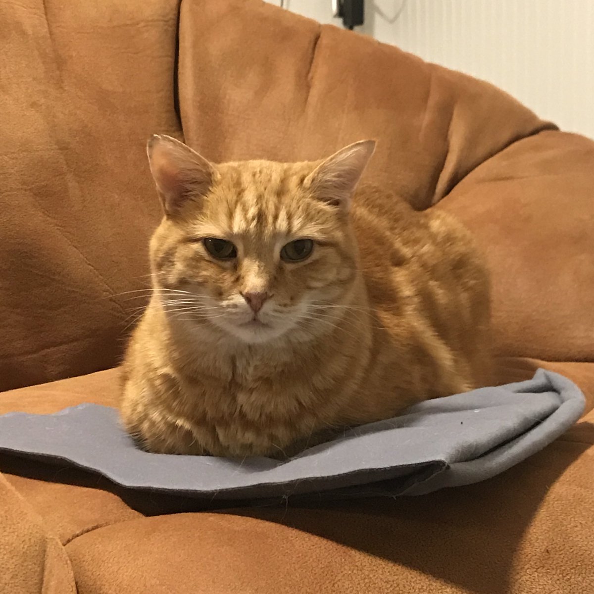 rhadaway's tweet photo. People say / how can he loaf so perfectly / but he's got no pan?
Reggie in #eggmode last night https://t.co/KHA657iaCw