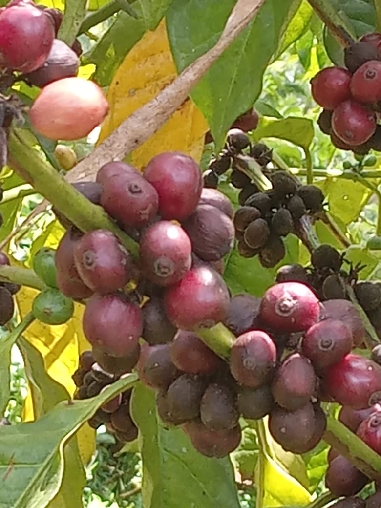 impact_afrika's tweet photo. Robusta coffee ready for harvesting at Akido duya farm Lunjre. https://t.co/a7vJbw3qCl