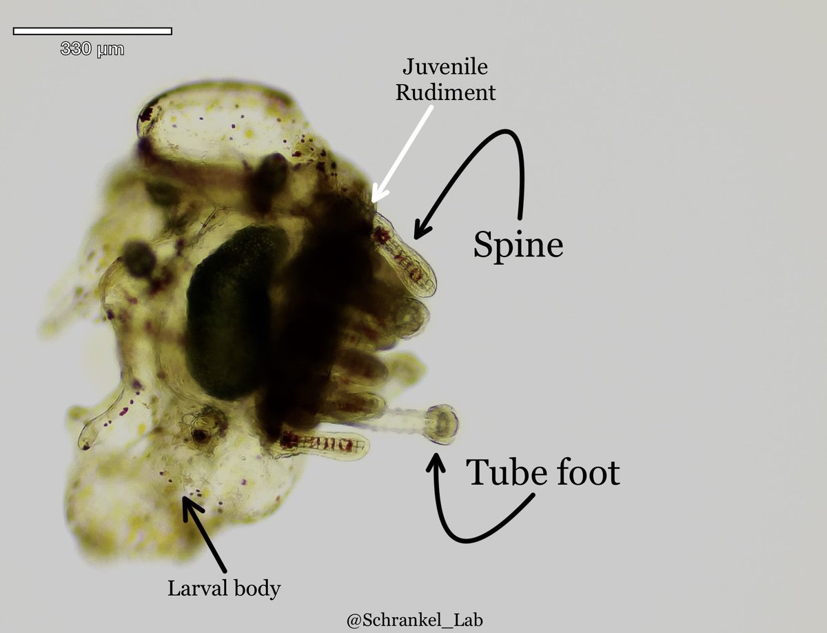 DrSchrankel's tweet image. Just this lil guy saying #TGIF