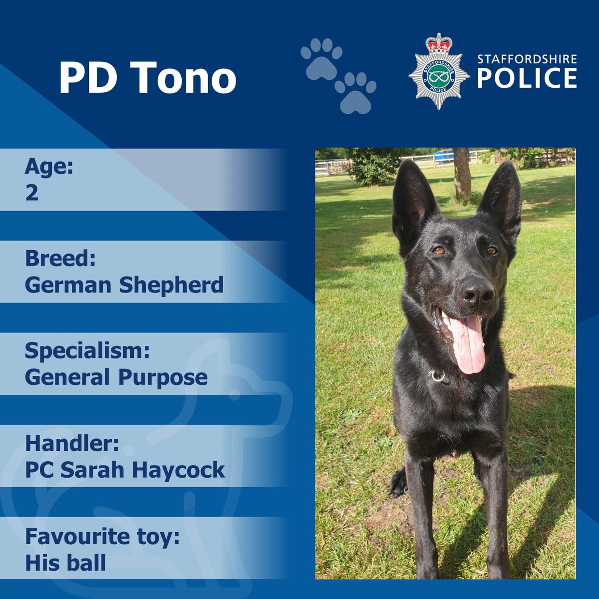 Day 2️⃣7️⃣  of #Dogtober is here and today we have PD Tono 💙🐶 <a href="/StaffsPolice/">Staffordshire Police</a>

While our dogs are expertly trained for their roles, they are otherwise the same as any other dog! As such, PD Tono loves playing with his ball 😀