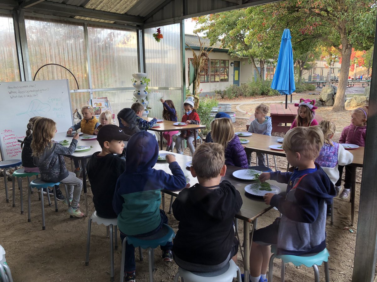 TK is tasting spinach and fennel in our garden classroom with Ms. Ortiz Do they like it?  Yes and no! #pennpanthers <a href="/pennpanthers/">Penngrove Elementary</a>