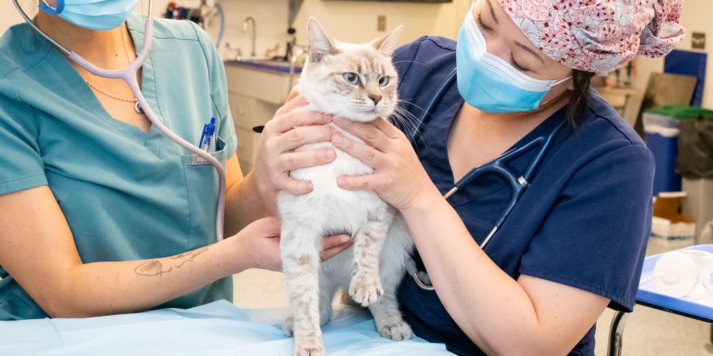 Tweet by Tufts | Cummings School of Veterinary Medicine