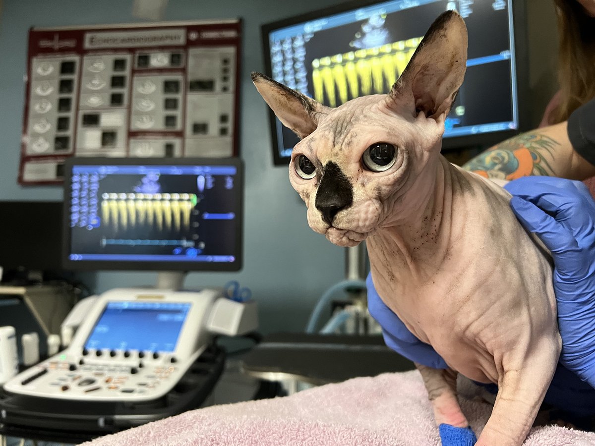 Tweet by Texas A&M VetMed