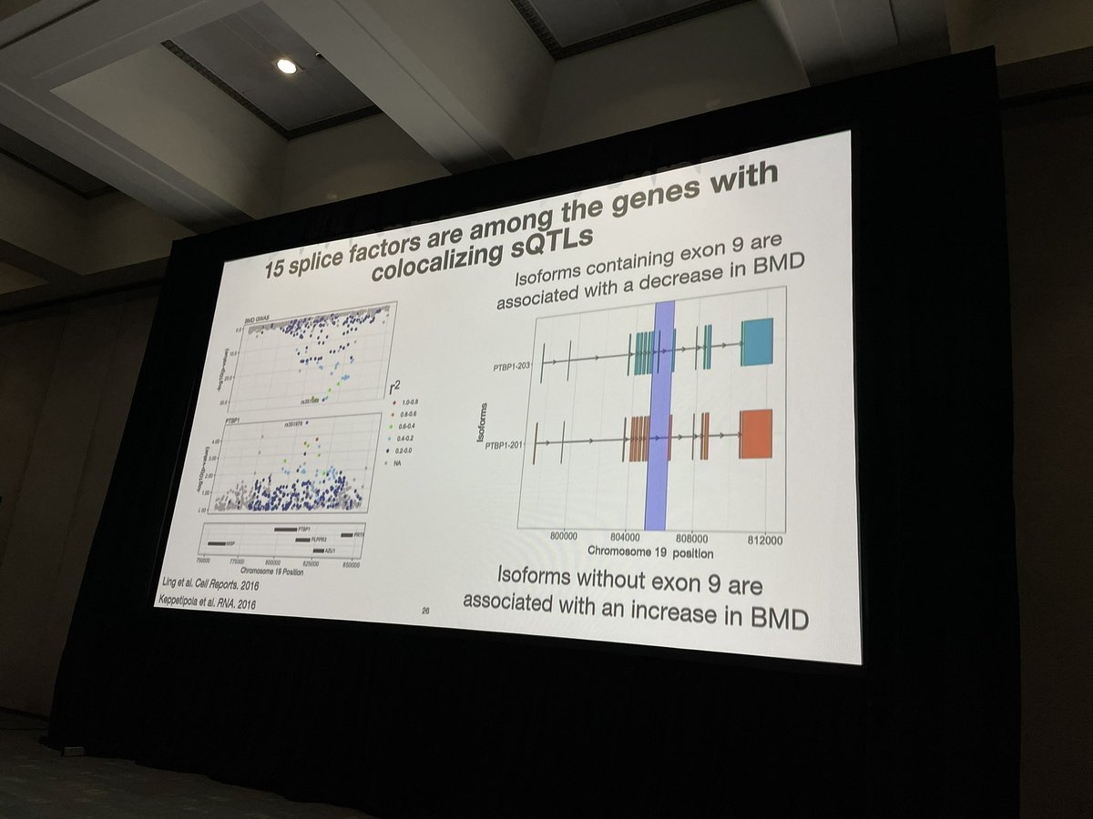 .<a href="/ArbyAbood/">Arby Abood</a>: <a href="/PacBio/">PacBio</a> Iso-Seq over timepoint hFOB identifies over 1/3 genes w colocalizing sQTL have differential isoform usage . Example