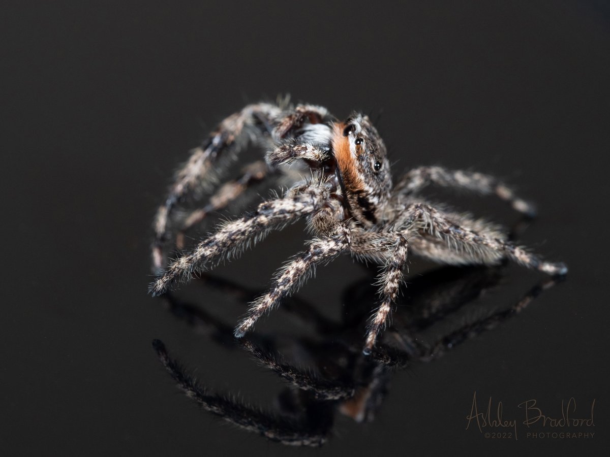 Ashley Bradford tweet media