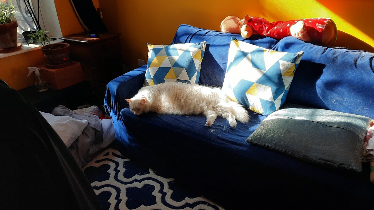 Fuzzicle's tweet image. Megacat basking in the sun.