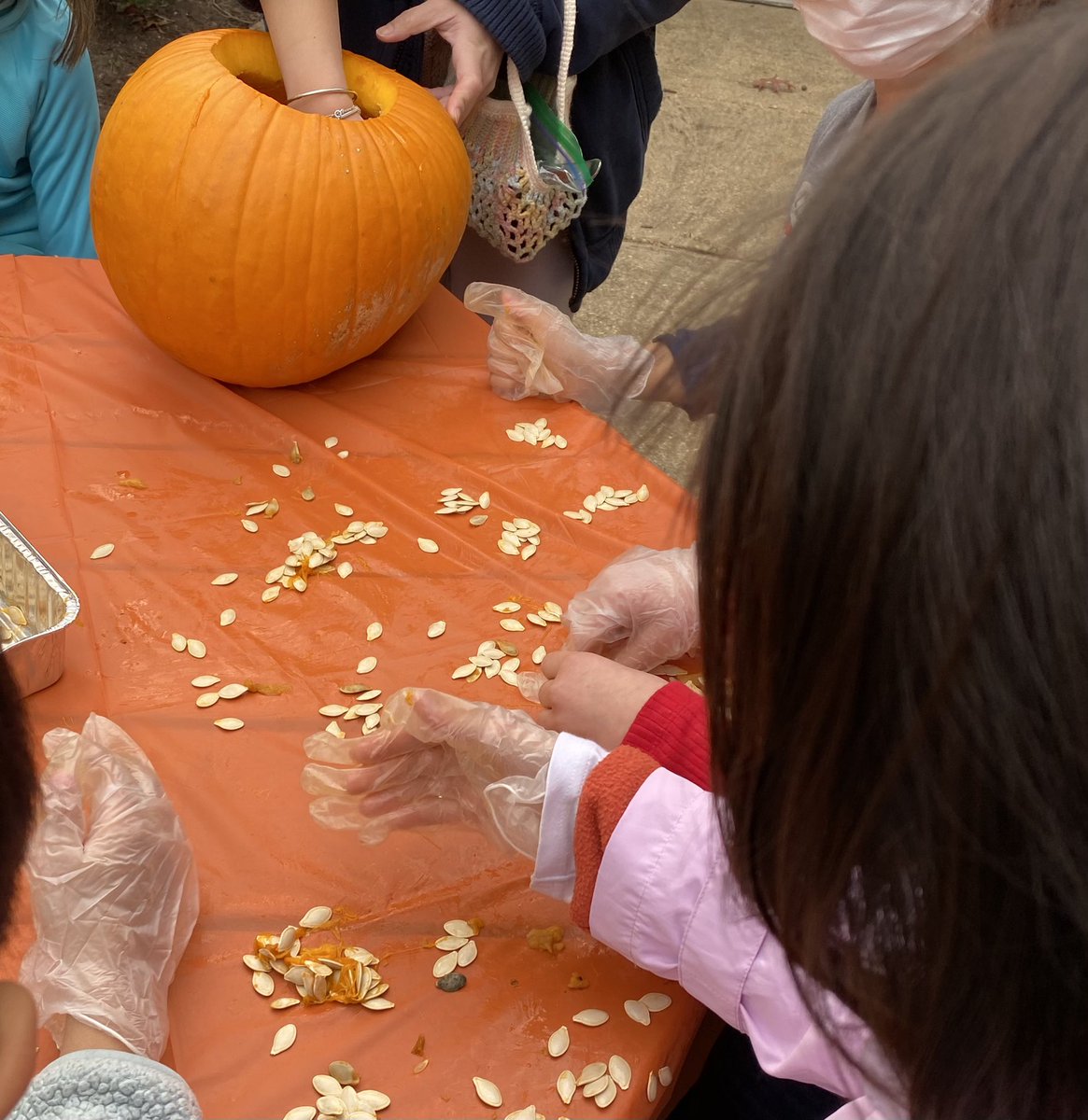 WolftrapES's tweet photo. Pumpkins provide a lovely opportunity for 2nd graders, sorting and counting seeds!!! Happy Friday!!🧡🧡@EduGirlSDB @FCPSRegion1 https://t.co/nypyPLlCBs