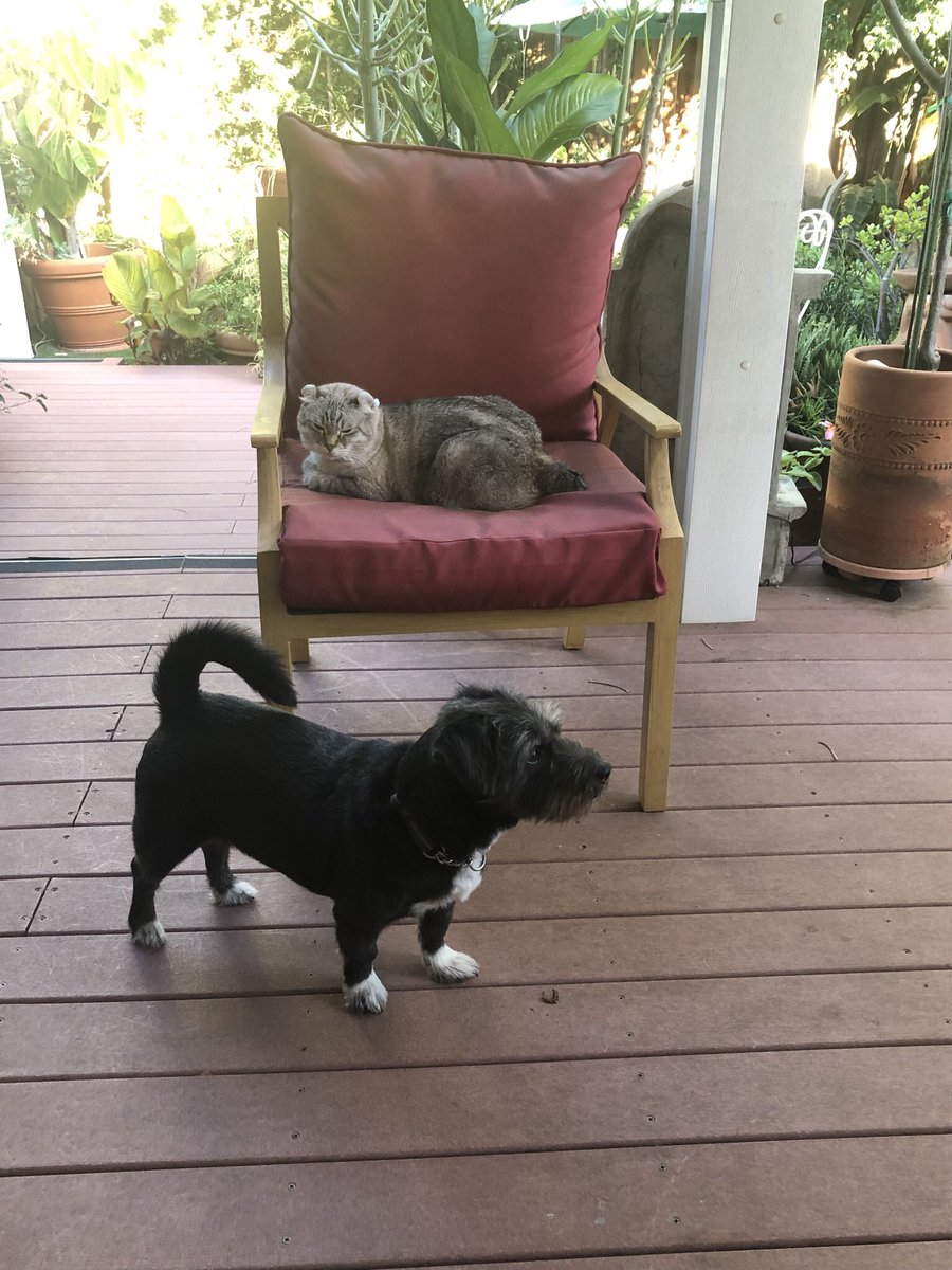 Brewskiethecat's tweet photo. #CaturdayEve #Hedgewatch #dogsandcatsoftwitter #CatsOnTwitter https://t.co/rmHT9edHLS
