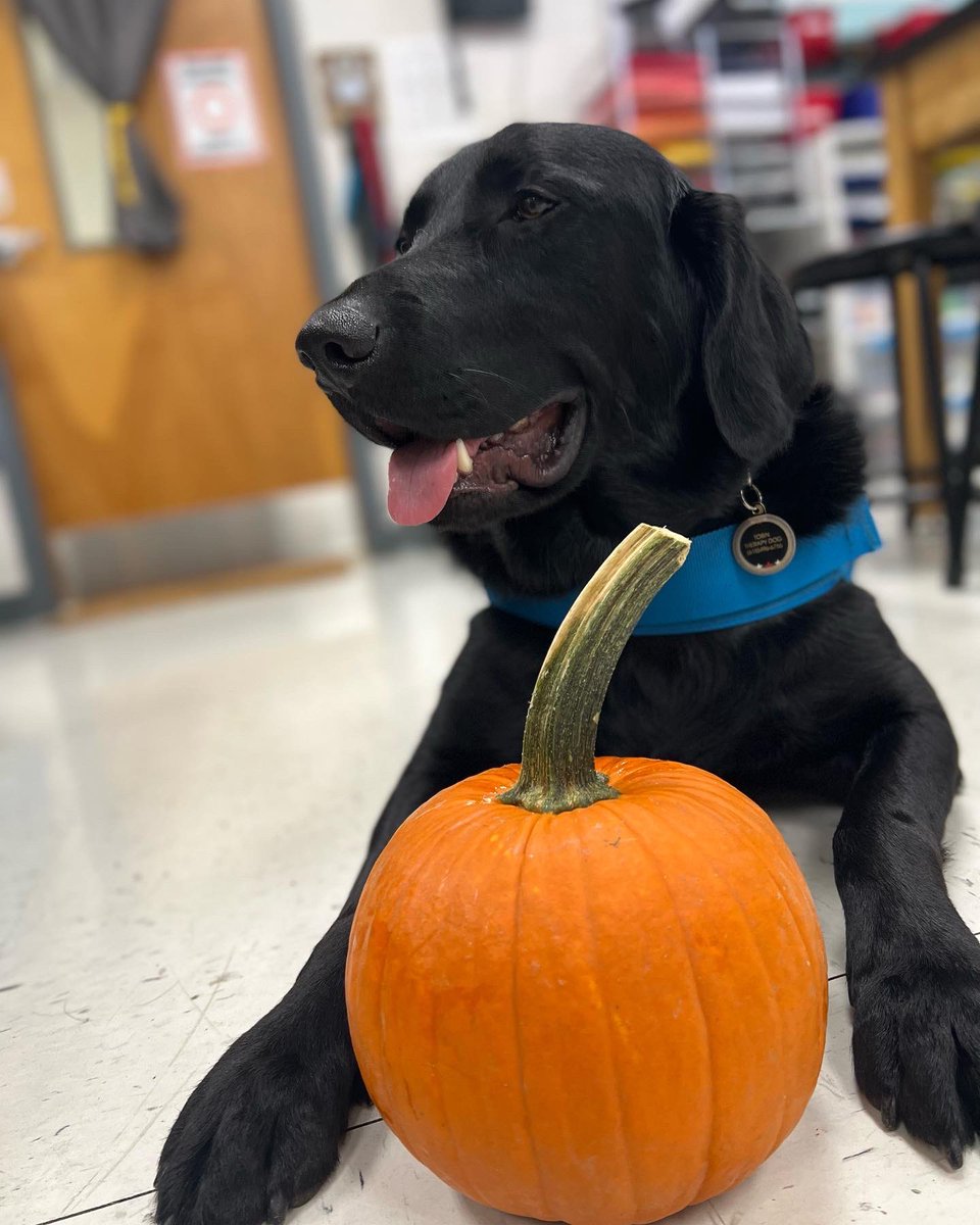 FSSDTobin's tweet photo. Played fetch with friends, enjoyed a pup cup, played with a pumpkin (they roll like a soccer ball), even had a new toy made for me by a couple of friends in Gentry’s Sewing class.  What and awesome week!  Now, it’s time to rest up and recharge for next week. #fssdtherapydogpack https://t.co/6ZnUyibOOT
