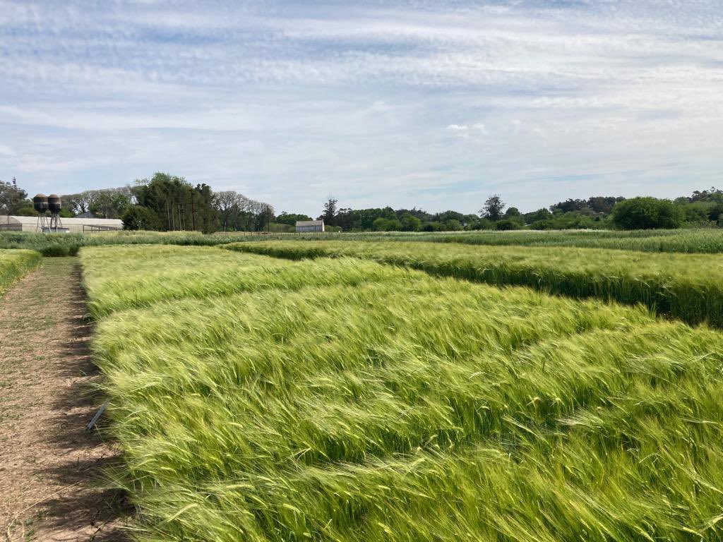 Acompañamos a <a href="/INASE_UY/">INASE Uruguay</a> en la celebración por sus 25 años.
#semillacertificada
#Innovación 

🌾🔀🍻