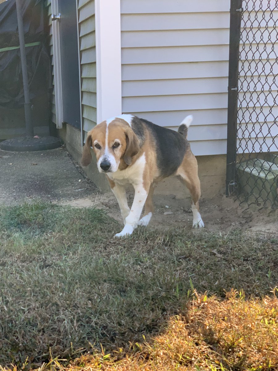 profhopwood's tweet photo. @beaglefacts @LadBeagle After nap time https://t.co/HS5kfOAlen
