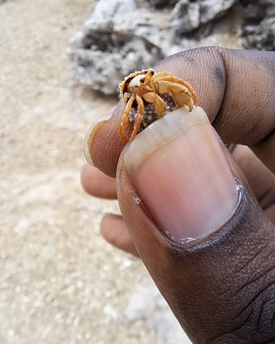 StoutelandTours's tweet photo. I found this little guy living his best life on a #cliff 40ft above #sea level #travel #tourism #tour #travelblogger #travelgram #instatravel #adventure #vacation #travelguide #explore #turismo #wanderlust #photography #holiday #barbados #animalflowercavebarbados #tripfever https://t.co/uP3ekVzaT1