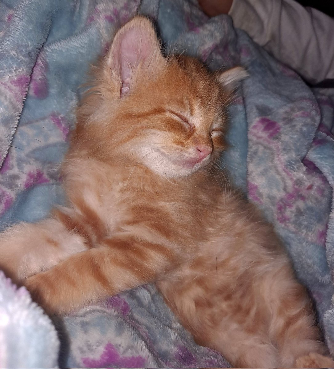 CuddleAphrodite's tweet photo. This cutie needs a name... what should I name him?
#kitten #funnames #nameme #cuteness #furbaby #Kitty #kittycat #gingercat https://t.co/y5IOAHGKhT