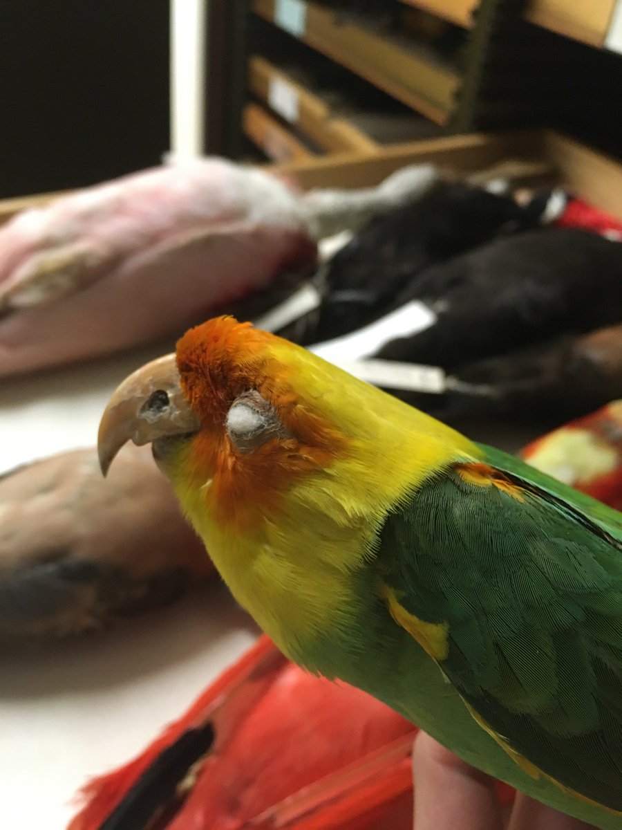 buxton_rachel's tweet photo. Meeting with bird biogeography scientists @FieldMuseum in Chicago - got to hold an extinct bird and check out eggs used in a classic DDT study. Pretty epic #conservationscience nerd day. 

#scienceing https://t.co/E24hCOaF6t