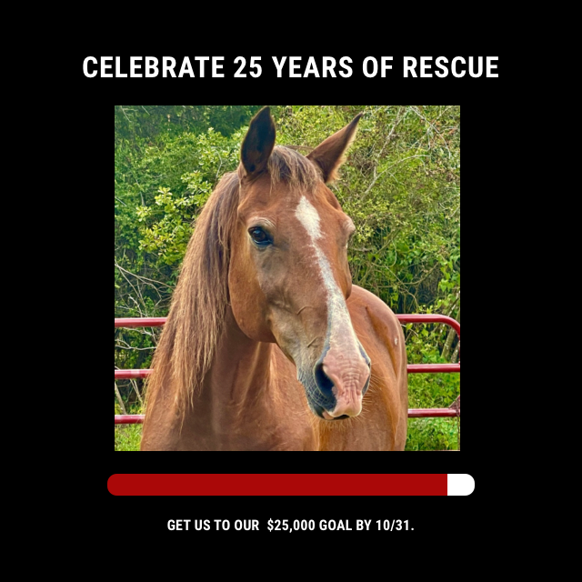 We promise every equine here that they’ll never suffer again. Now we’re counting on you to help us keep that promise Please join our #25thAnniversary Fundraiser to ensure we’re always a sanctuary to horses in need. bit.ly/25thAnniversar…