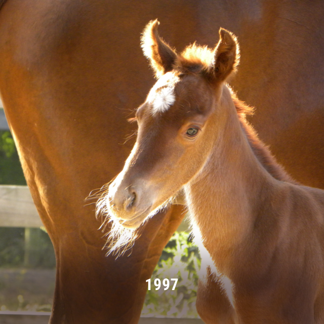Habitat for Horses tweet media