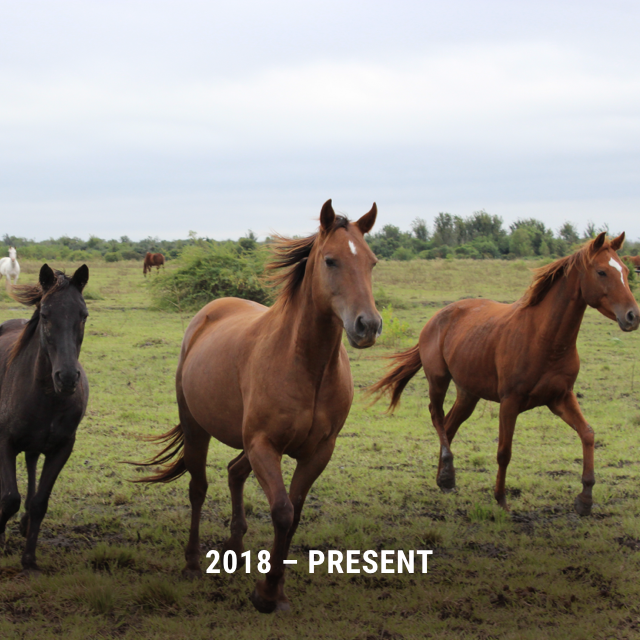 Habitat for Horses tweet media