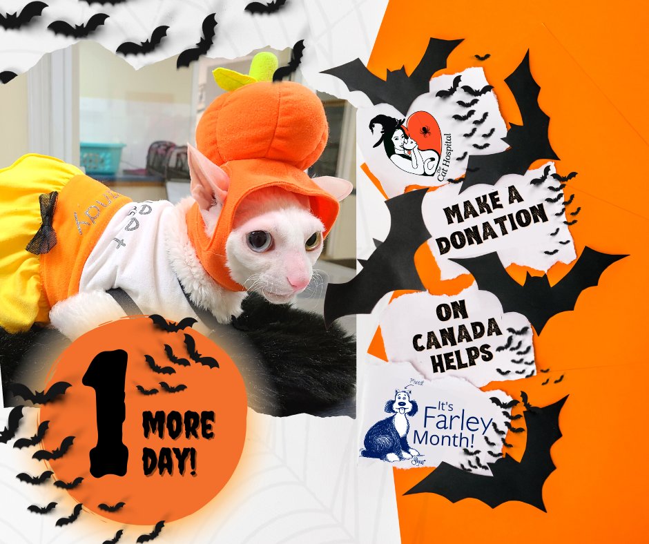 TheCatHospitals's tweet photo. TIME IS RUNNING OUT! 1 more day to fundraise for #BytownCatHospital #FarleyMonth to support .@Farleyfndation! Will you help us support #cats in the community? Donate on CanadaHelps! https://t.co/x4l7Ob0jII #CatsofTwitter #OVMA https://t.co/owNcfUxp72