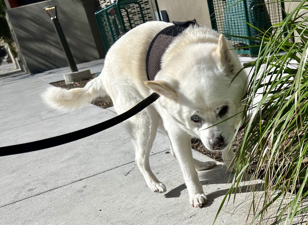 hermesalchemist's tweet photo. “do not rush me. on our walks. these sniffs are like my social media. and i’m scrollin” -#Arnie #muttvillealum #blinddog #checkingpeemail #seniordog #thoughtsofdog @Muttville #adoptvintagelove #sniffari https://t.co/YxzULDh85L