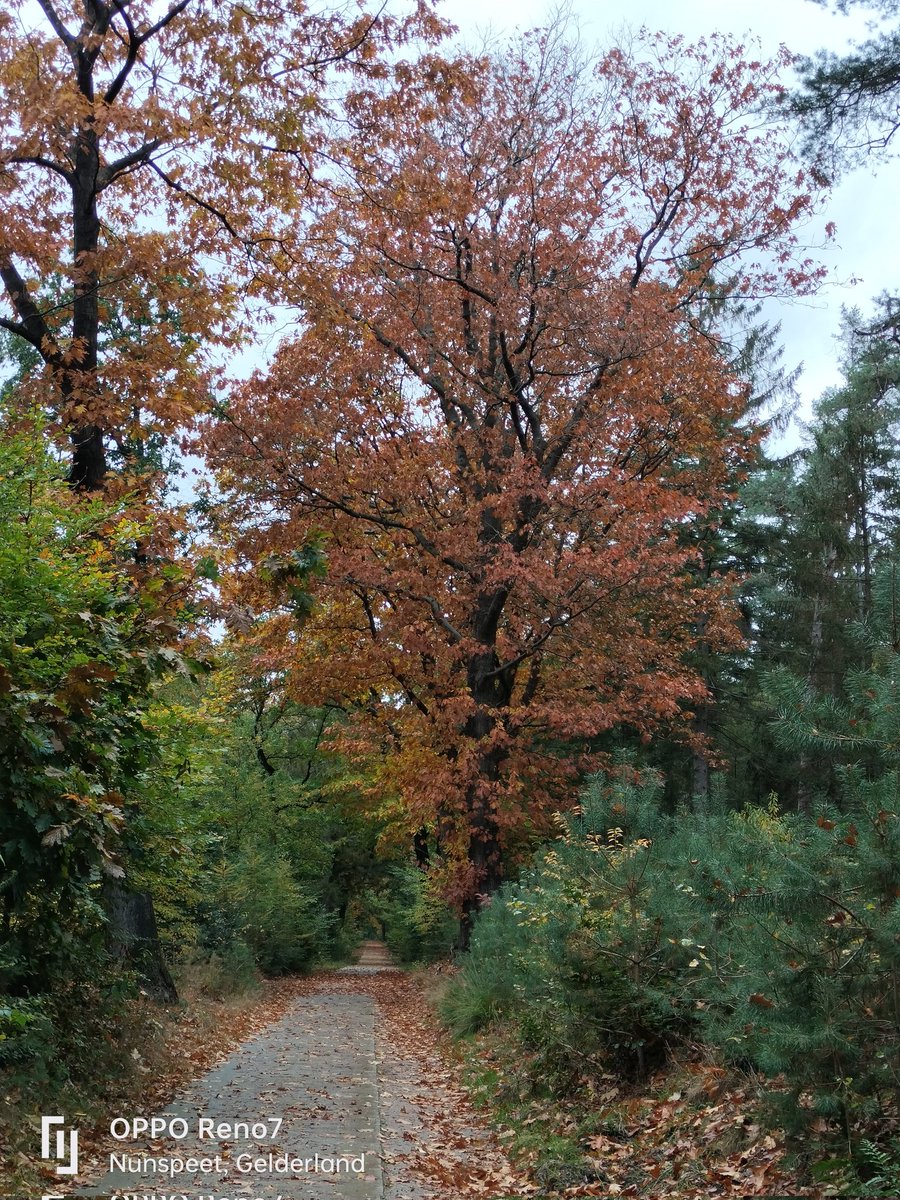 TuukJannie's tweet image. #mijn week in vier #foto's
#Paddenstoelen en #Herfstkleuren