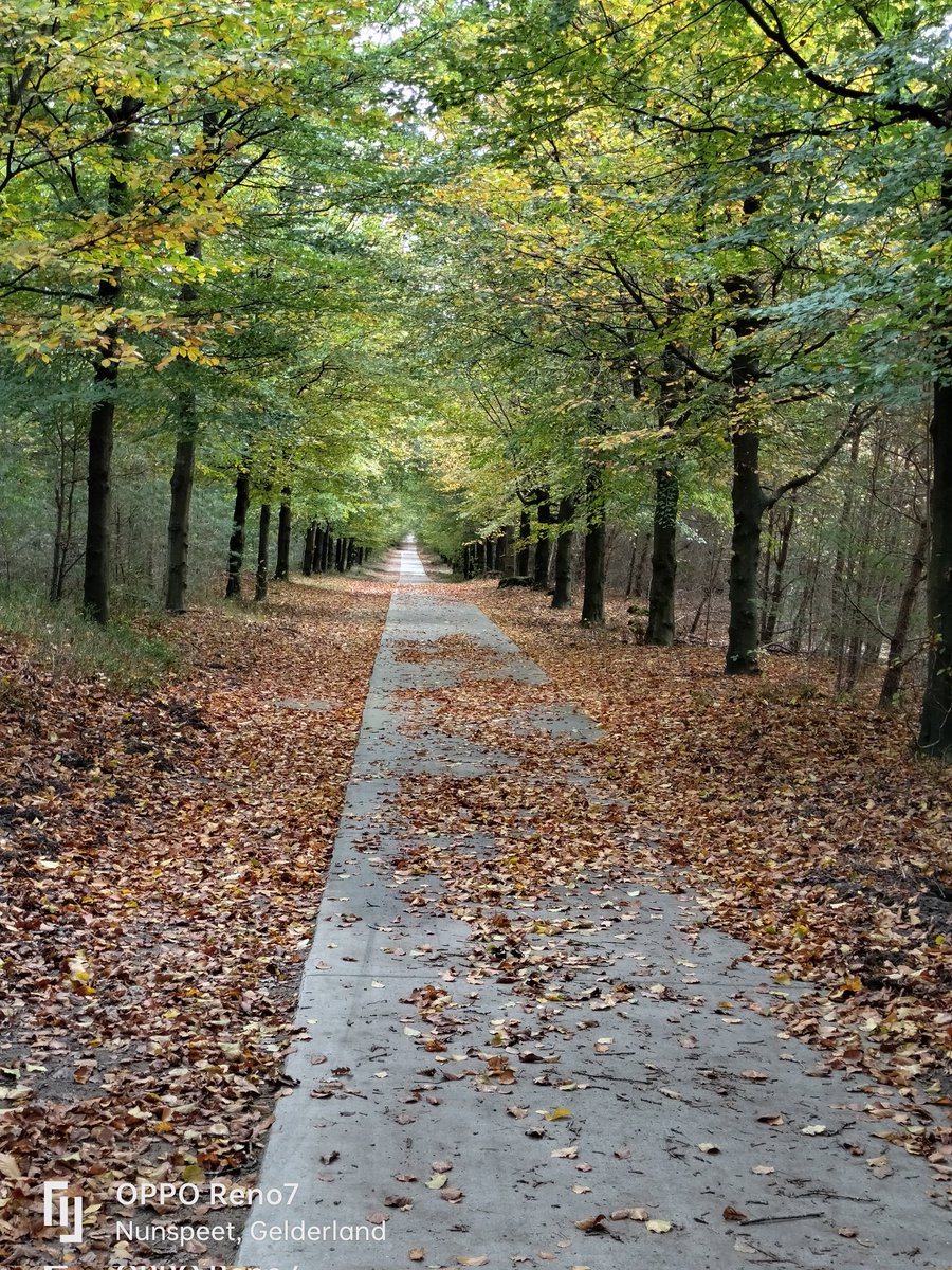 TuukJannie's tweet image. #mijn week in vier #foto's
#Paddenstoelen en #Herfstkleuren