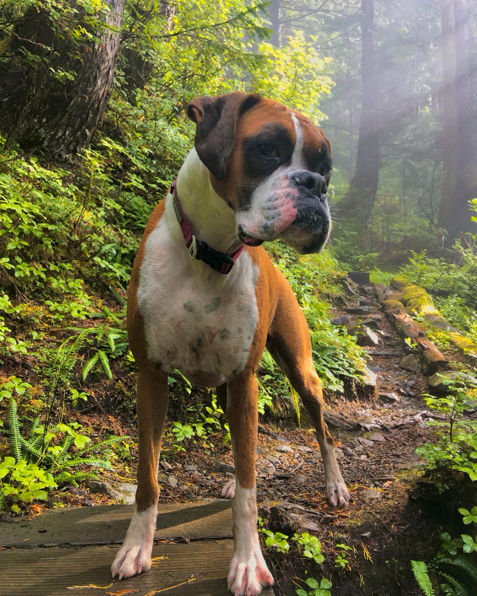 TravelSitka's tweet photo. Always lots of cute dogs to see on your Sitka hikes! 

#alaskaadventures  #alaskatravel #sitkathrough4seasons #travelsitka #cloudydays #romanticisinglife #flowers #travelalaska #sitkaalaska #alaska #sitka #southeastalaska #rainforest #sitkasummer #liquidsunshine #seak #hiking https://t.co/6KCsifa0gS