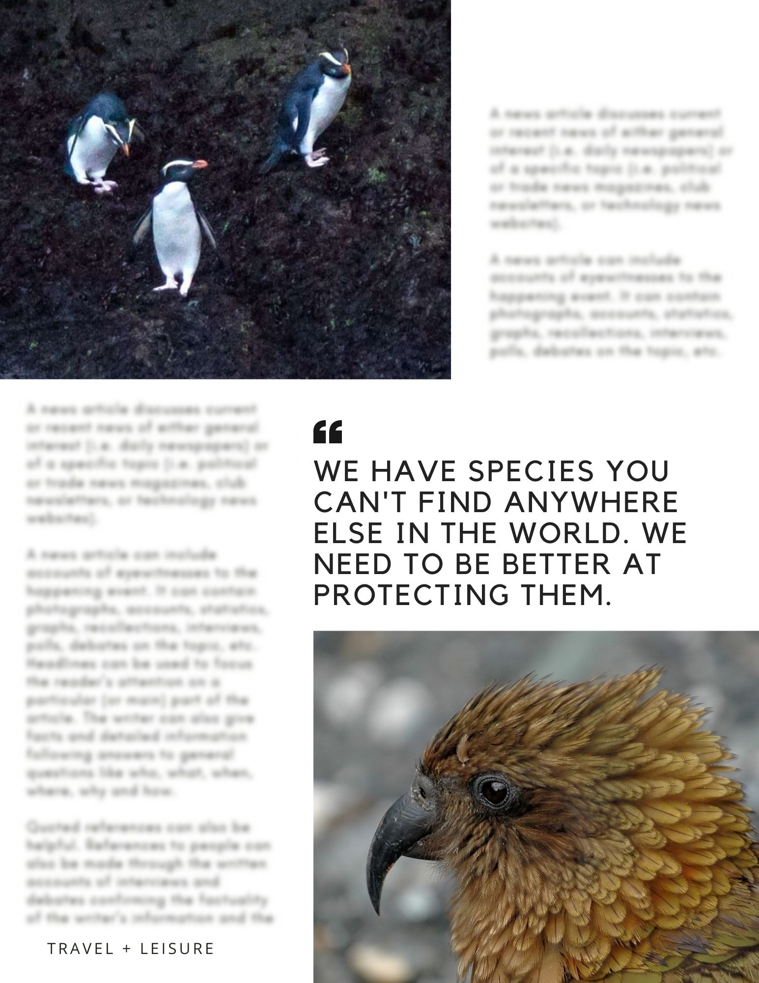 Page from article. Text blurred out. Image of penguins, image of kea parrot. Pull quote reads "We have species you can't find anywhere else in the world. We need to be better at protecting them."