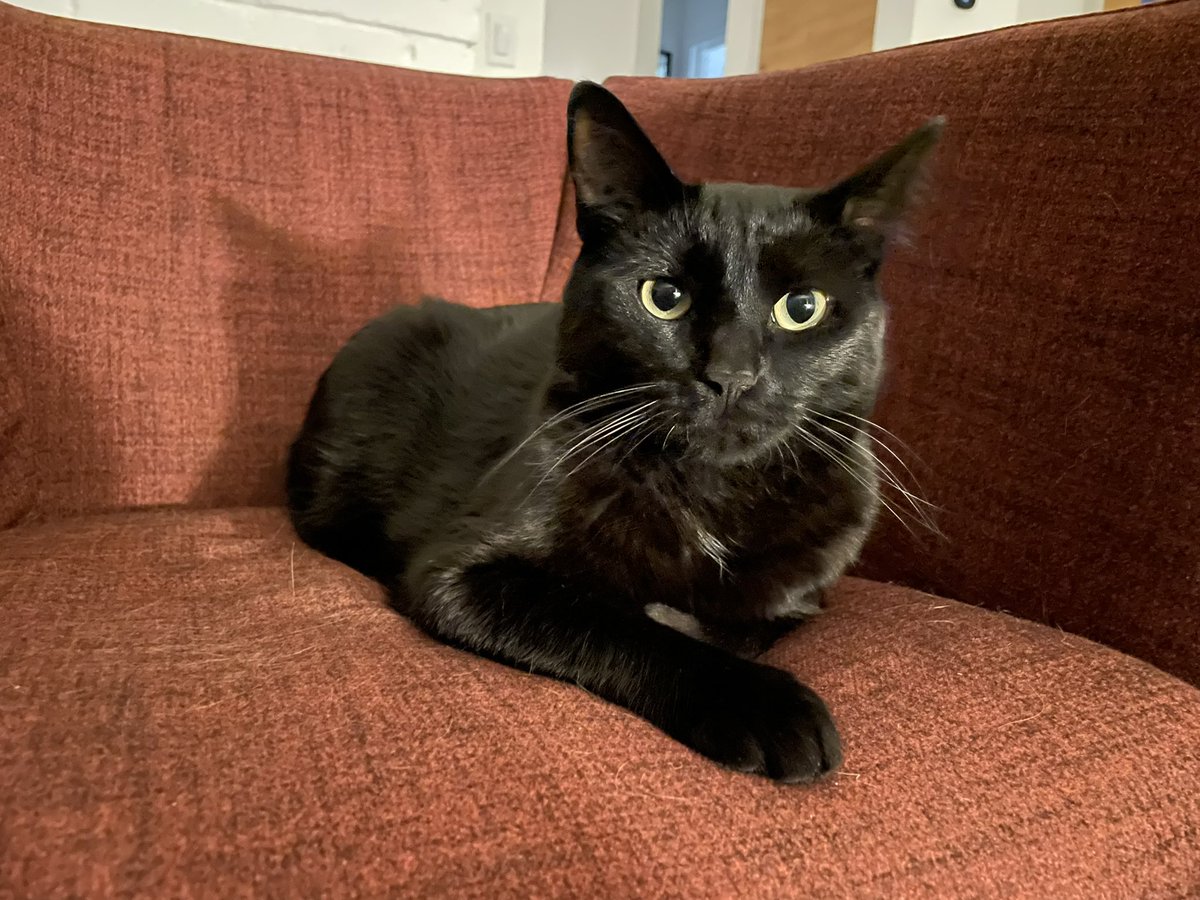 bryce_c_lowery's tweet photo. @KFFCats My little panther, Black Bean. ❤️ https://t.co/pAncMuJL8u