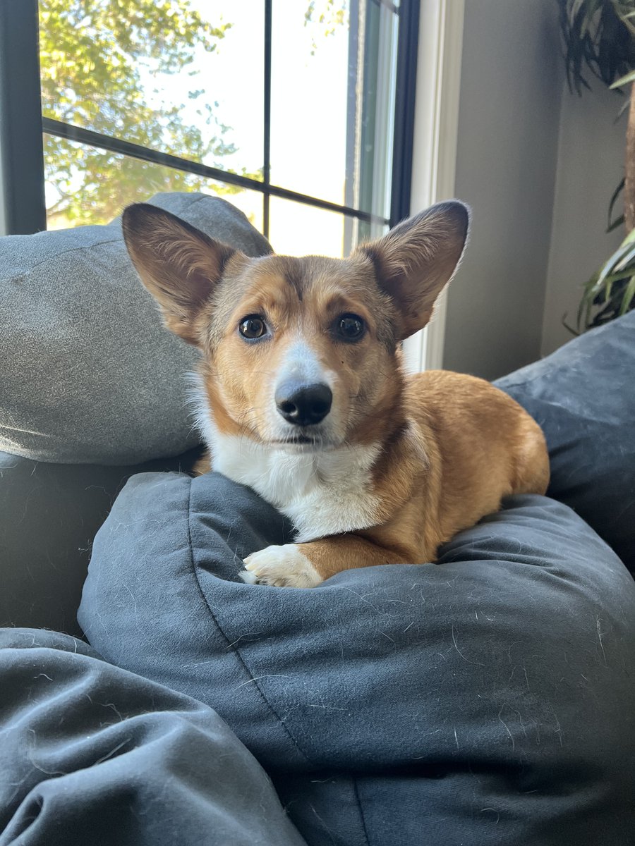 TheRealDogBlogx's tweet image. There's so many types of dogs out there, but which one is truly the best? Read the blog in my bio to learn about which ones are the best!
dogblog499428134.wordpress.com

#CuteDogs #BestDogs #Top3Dogs #BestDogBreed #AdorableDogs #PickingABreed #TopDogsOfAllTime #DogBlog #LearnAboutDogs