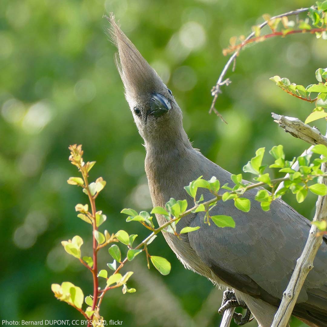 Wary of trick-or-treaters at your doorstep? If so, you might relate to the Gray Go-away-bird. This avian’s common name is a reference to its call, which sounds like, “g’way!” It’s a species of turaco that inhabits parts of southern Africa such as Angola, Botswana, and Tanzania.