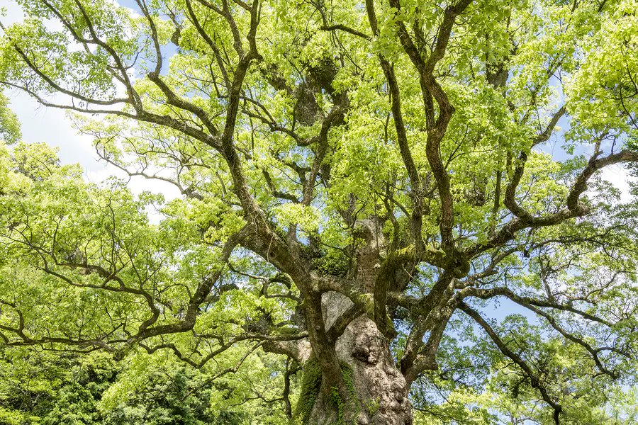 You May Live Past 100! Living in the Age of Longevity <a href="/ajslondon1/">Andrew Scott</a> <a href="/lyndagratton/">Lynda Gratton</a> buff.ly/3Iumxyf #management