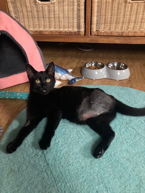 depoezenboot's tweet photo. Lynn lijkt haar ene pootje niet te missen. Ze rent en vliegt. We danken iedereen die Lynn financieel heeft gesteund zodat de dokter haar kon helpen. Het is boven verwachting goed gegaan. Er is €733,- gedoneerd. We houden ruim €300,- over en die gaan naar Walker Enorm bedankt :) https://t.co/9M9LtV34Un