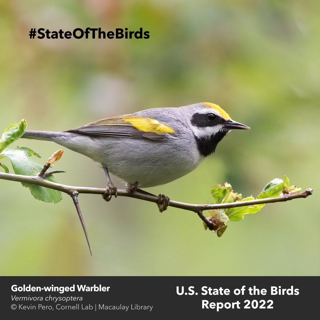 AppMountainsJV's tweet photo. The State of the Birds Report finds continued losses of our migratory birds, such as the stunning Golden-winged Warbler. Solutions such as planting native plants and bolstering urban parks can benefit birds &amp; people. https://t.co/LWgyygJE2h #BirdFriendly #StateOfTheBirds https://t.co/38T7xvMKud