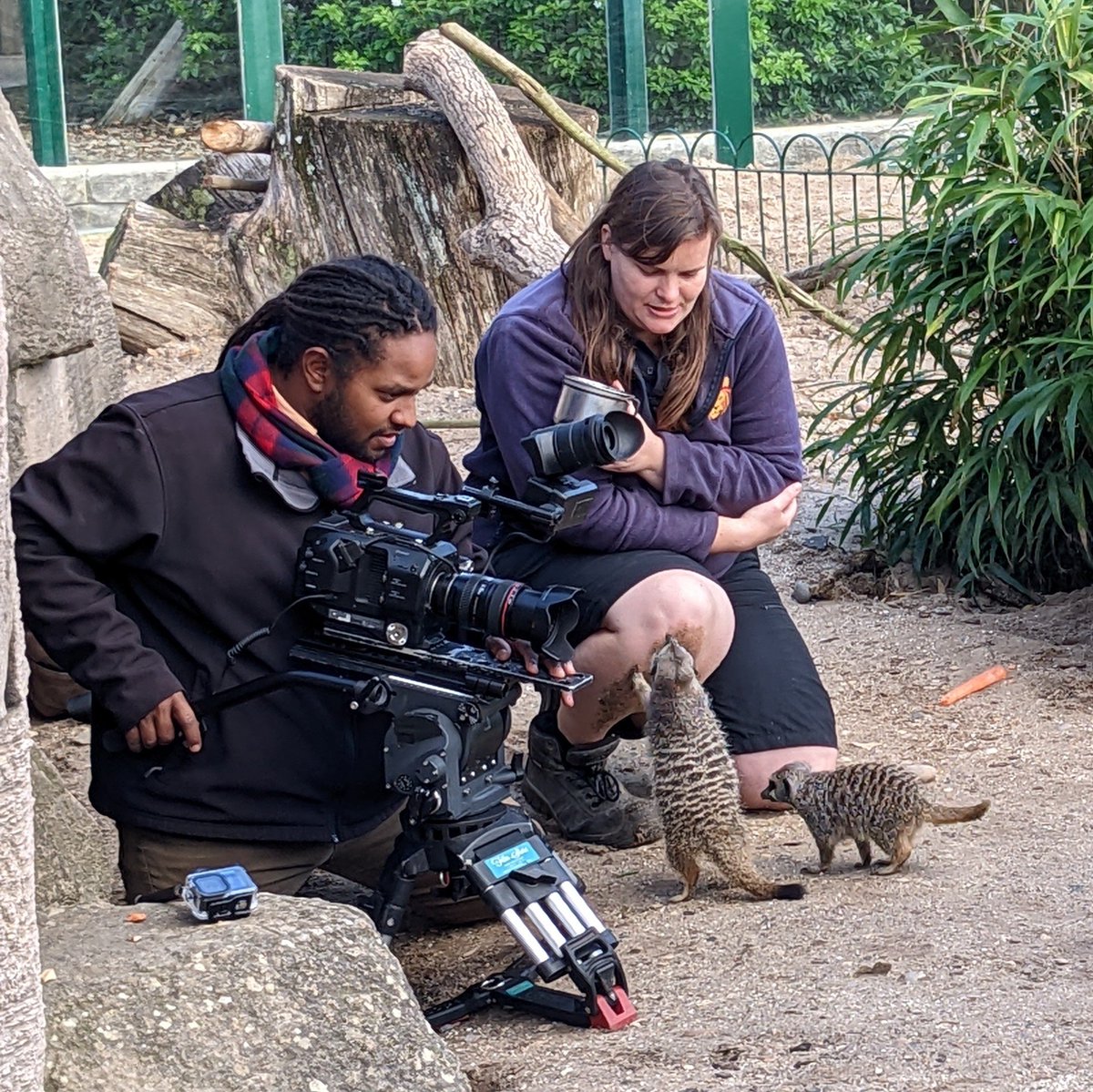 martinthomasuk's tweet photo. Great to meet and take 📷 pictures of the film crew 🎥 filming @HamzaYassin3 🎥 filming #meerkats @Longleat #animalpark and with #jowita for @bbcstrictly. 

#keepfilming #keepdancing #strictly #longleat #meerkats #hamzita https://t.co/79PlH4Qcnr