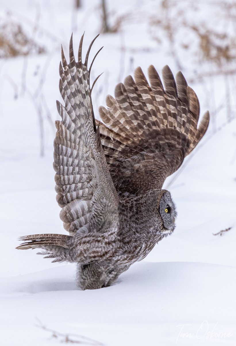 Great Greys are such majestic creatures! #wildlife #owls